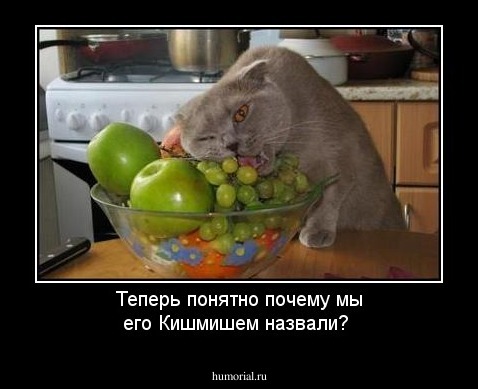 Теперь понятно почему мы его Кишмишем назвали?