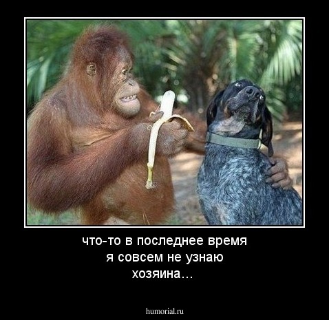 что-то в последнее время я совсем не узнаю хозяина...