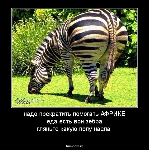надо прекратить помогать АФРИКЕ еда есть вон зебра гляньте какую попу наела 