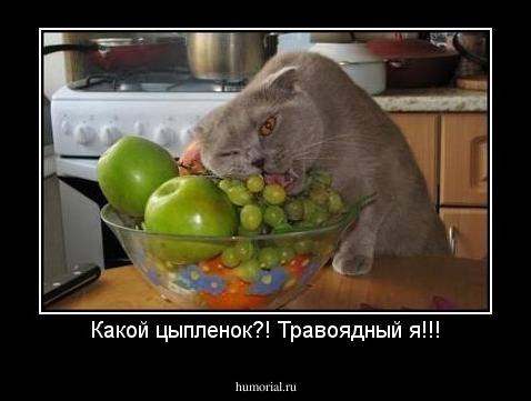 Какой цыпленок?! Травоядный я!!!