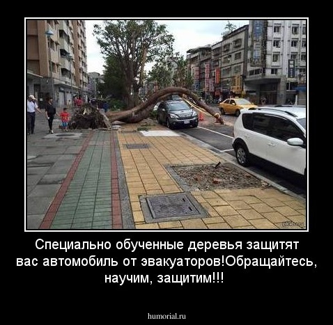 Специально обученные деревья защитят вас автомобиль от эвакуаторов!Обращайтесь, научим, защитим!!!