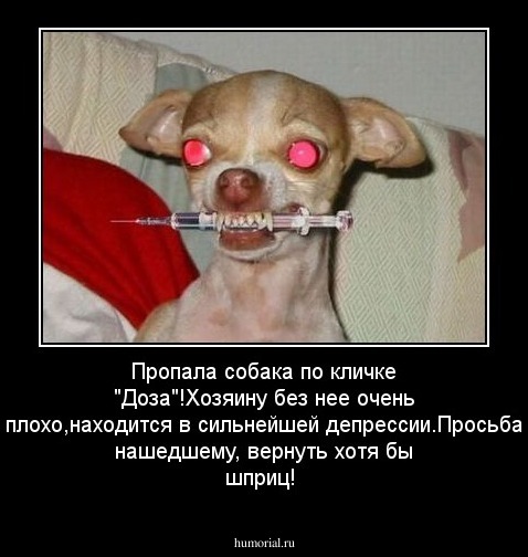 Пропала собака по кличке "Доза"!Хозяину без нее очень плохо,находится в сильнейшей депрессии.Просьба нашедшему, вернуть хотя бы шприц!
