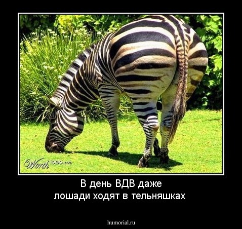 В  день  ВДВ    даже   лошади  ходят в  тельняшках