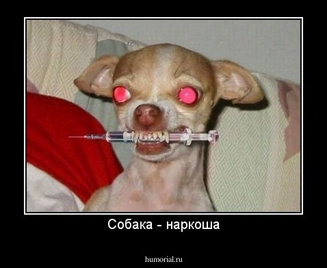 Собака - наркоша