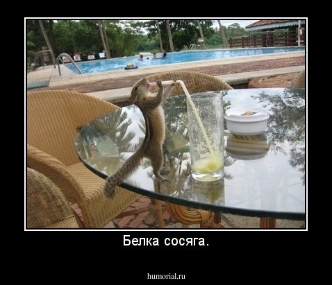 Белка сосяга.