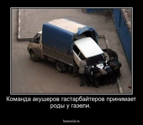 Команда акушеров гастарбайтеров принимает роды у газели.