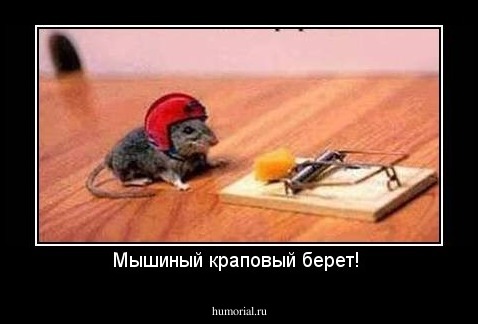 Мышиный краповый берет! 