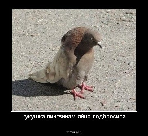 кукушка пингвинам яйцо подбросила