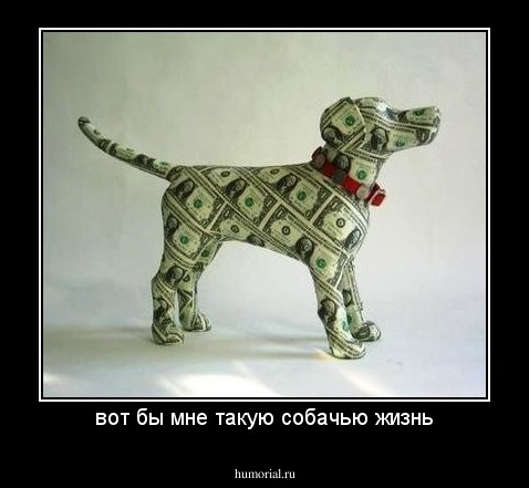 вот бы мне такую собачью жизнь
