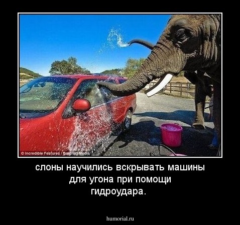 слоны научились вскрывать машины для угона при помощи гидроудара.