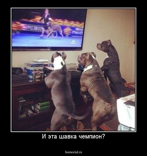 И эта шавка чемпион?
