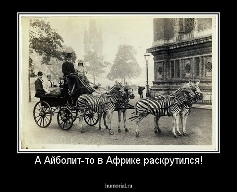 А Айболит-то в Африке раскрутился!
