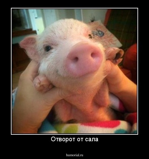 Отворот от сала