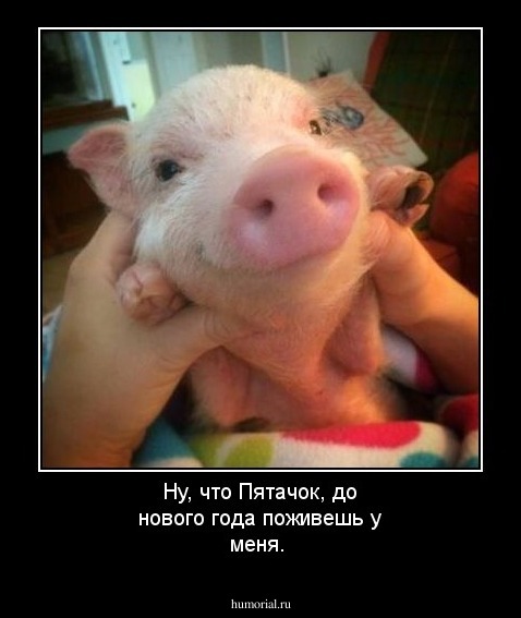 Ну, что Пятачок, до нового года поживешь у меня.