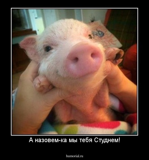 А назовем-ка мы тебя Студнем!