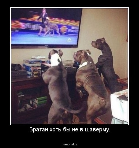 Братан хоть бы не в шаверму.