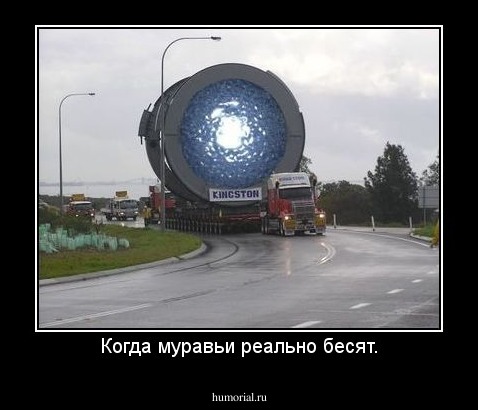 Когда муравьи реально бесят.