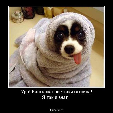 Ура! Каштанка все-таки выжила! Я так и знал!