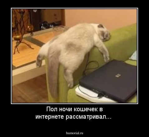 Пол ночи кошечек в интернете рассматривал...
