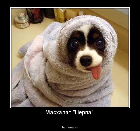 Масхалат "Нерпа".