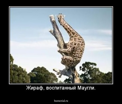 Жираф, воспитанный Маугли.