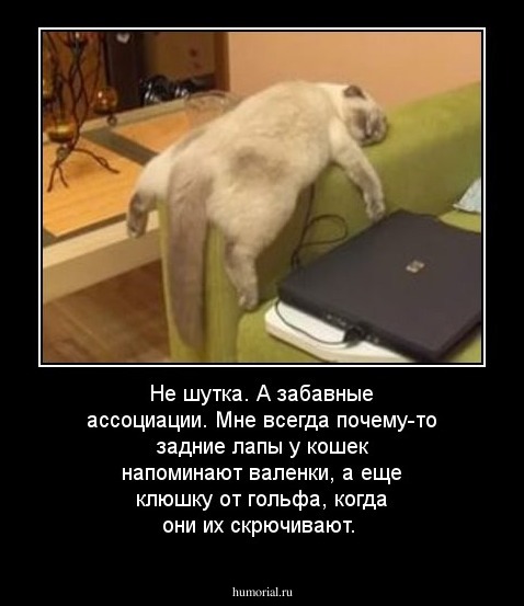 Не шутка. А забавные ассоциации. Мне всегда  почему-то  задние лапы у  кошек напоминают валенки, а еще клюшку от гольфа, когда они их скрючивают.