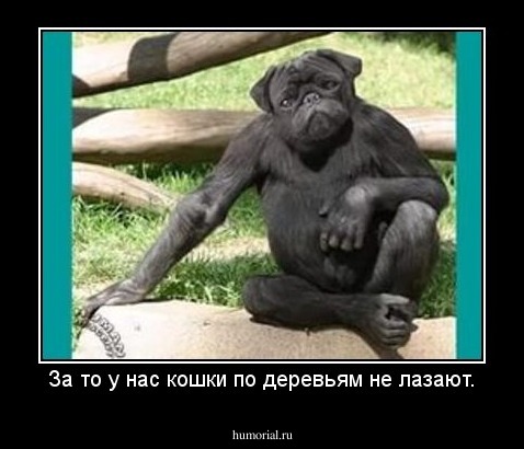 За то у нас кошки по деревьям не лазают.