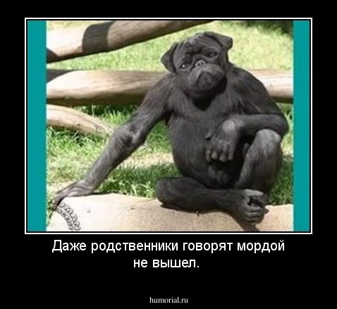 Даже родственники говорят мордой не вышел.