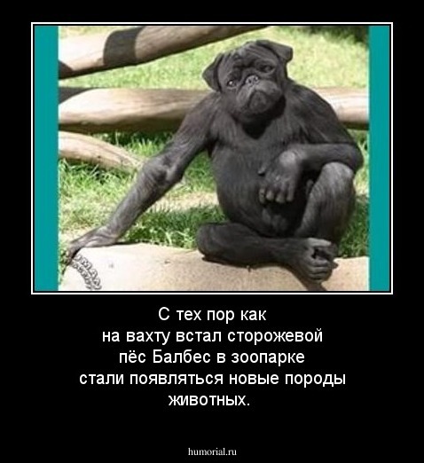 С тех пор как на вахту встал сторожевой пёс Балбес в зоопарке стали появляться новые породы животных.