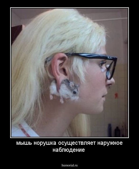 мышь норушка осуществляет наружное наблюдение 