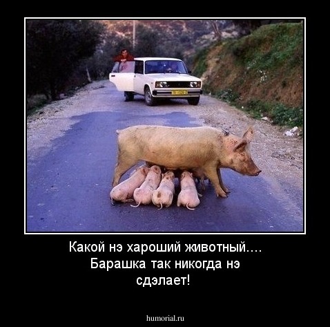 Какой нэ хароший животный.... Барашка так никогда нэ сдэлает! 