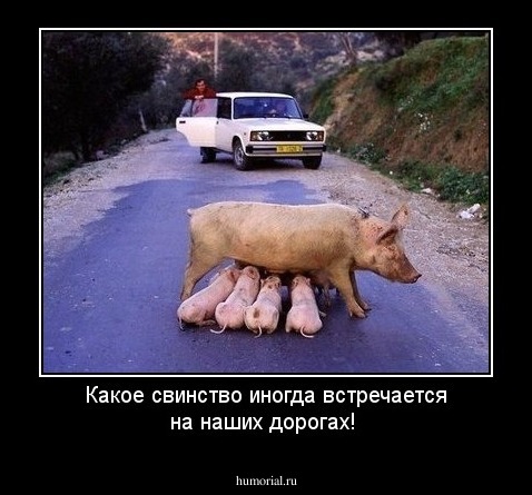Какое свинство иногда встречается на наших дорогах!