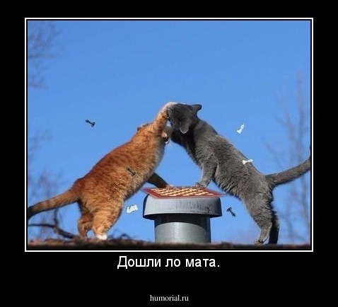 Дошли ло мата.