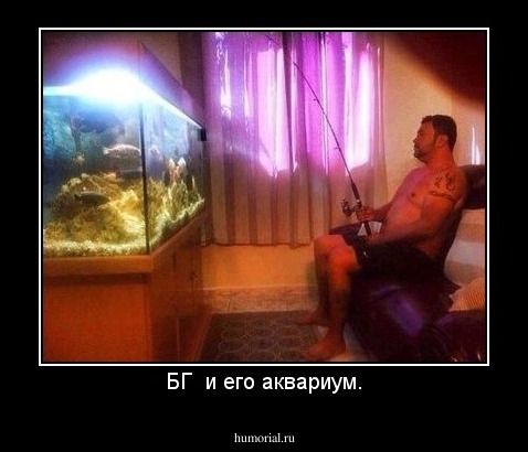 БГ  и его аквариум.