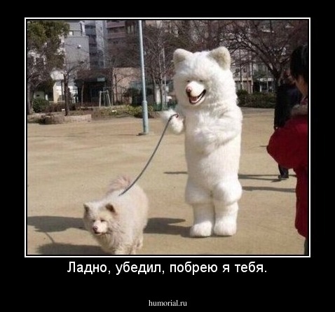 Ладно, убедил, побрею я тебя.