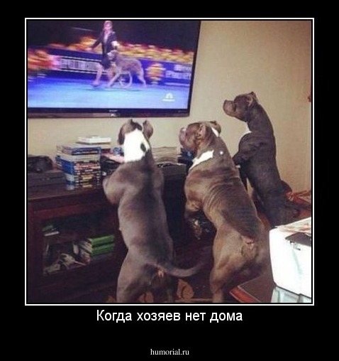 Когда хозяев нет дома