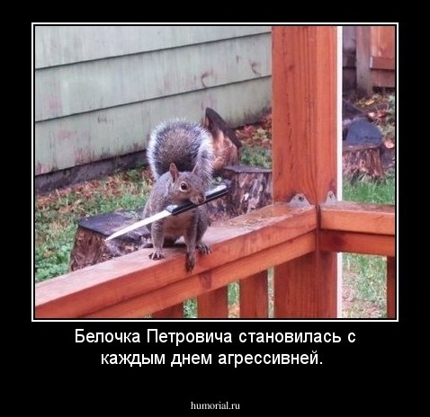 Белочка Петровича становилась с каждым днем агрессивней.