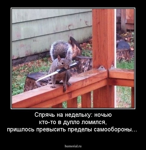 Спрячь на недельку: ночью кто-то в дупло ломился, пришлось превысить пределы самообороны...