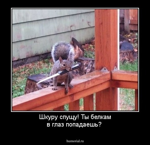Шкуру спущу! Ты  белкам в глаз попадаешь?
