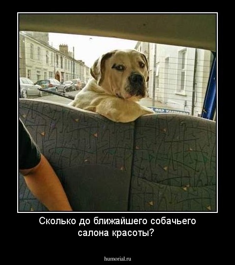 Сколько до ближайшего собачьего салона красоты?