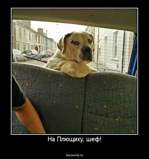 На Плющиху, шеф!
