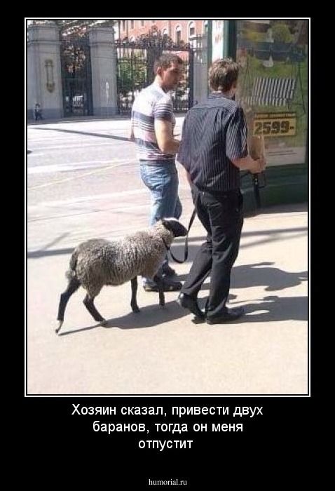 Хозяин сказал, привести двух баранов, тогда он меня отпустит