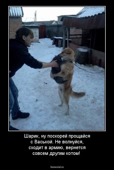 Шарик, ну поскорей прощайся с Васькой. Не волнуйся, сходит в армию, вернется совсем другим котом!