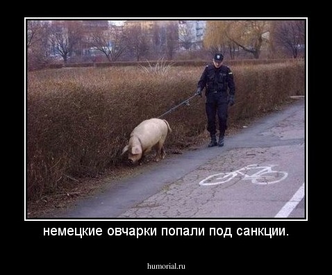 немецкие овчарки попали под санкции.