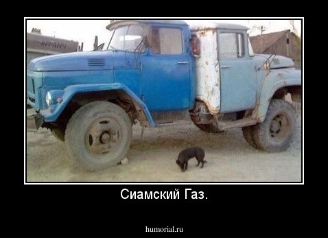 Сиамский Газ.