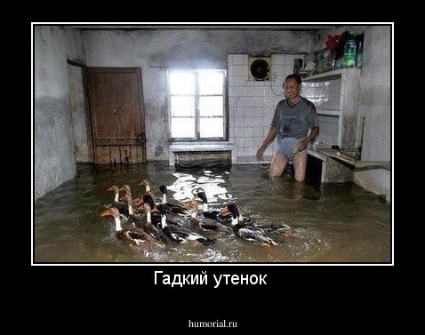 Гадкий утенок 