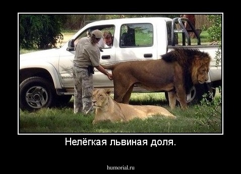Нелёгкая львиная доля.