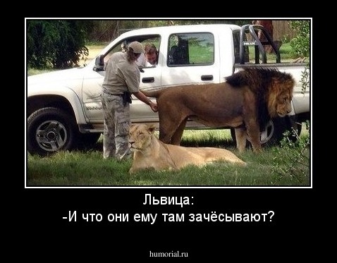 Львица:
-И что они ему там зачёсывают?