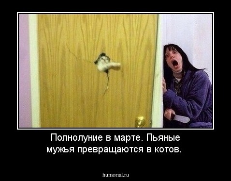Полнолуние в марте. Пьяные мужья превращаются в котов. 