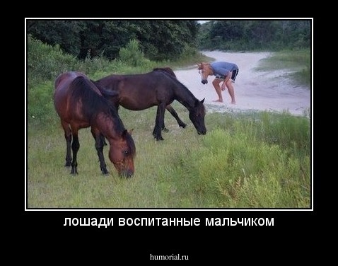 лошади воспитанные мальчиком